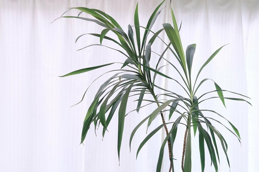 窓辺で濃い緑色のシャープな葉を広げている、ドラセナ