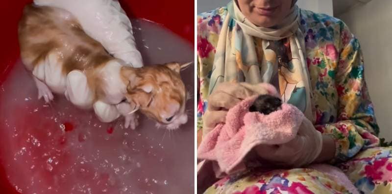 出所：<u><a href="https://www.instagram.com/p/DYSxPcvh7vY/" target="_blank">@pawsitiverescue.page</a></u>