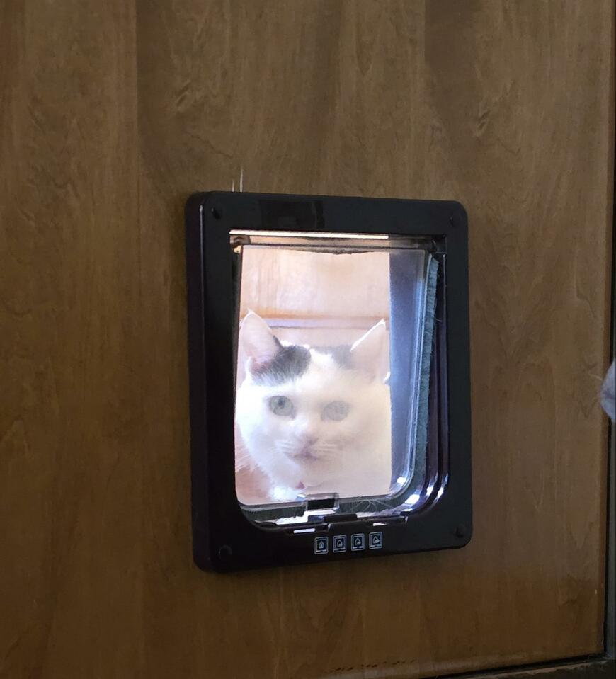 ドア窓から覗く猫