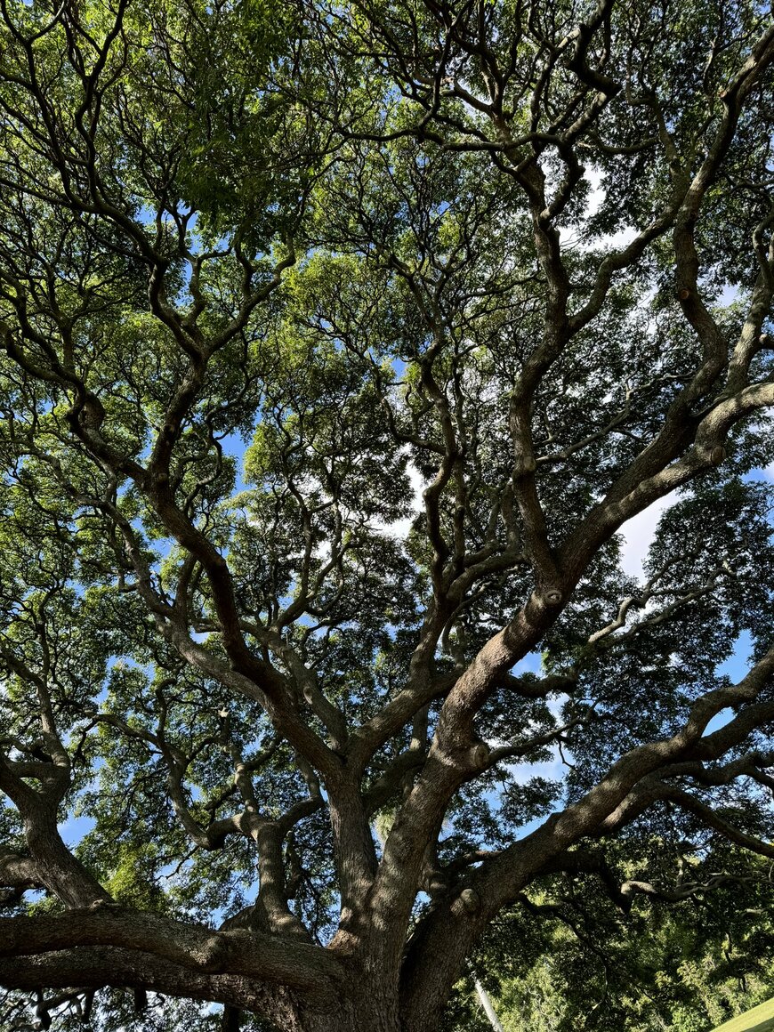 「まるでパワースポット」との声も