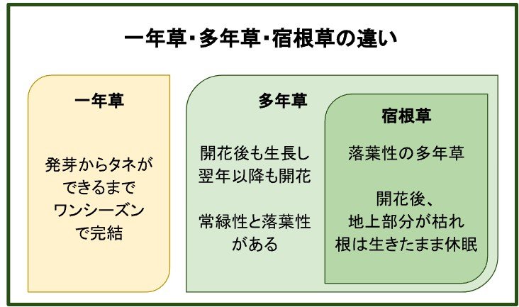 一年草、多年草、宿根草の違いとは