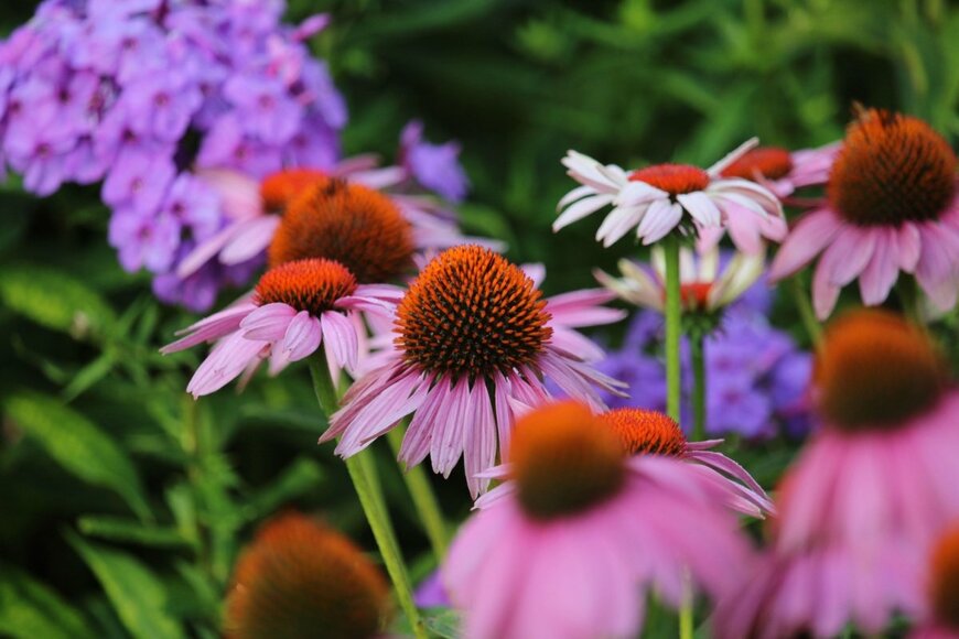 ピンクのエキナセアとうす紫色のフロックスの花