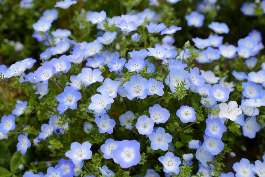 淡いブルーの花を咲かせている、ネモフィラ