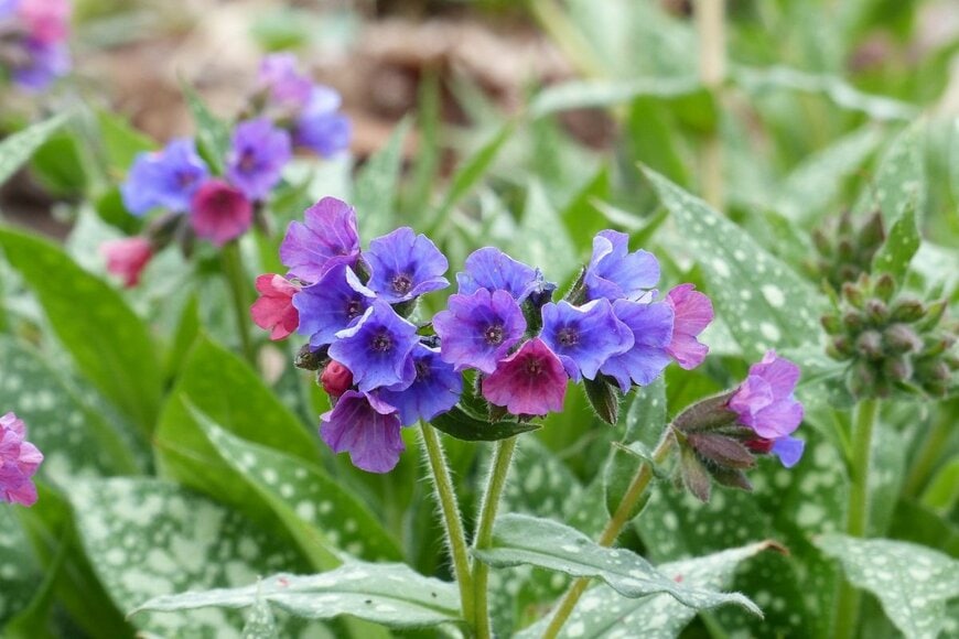 ピンクと青の花を咲かせているプルモナリア