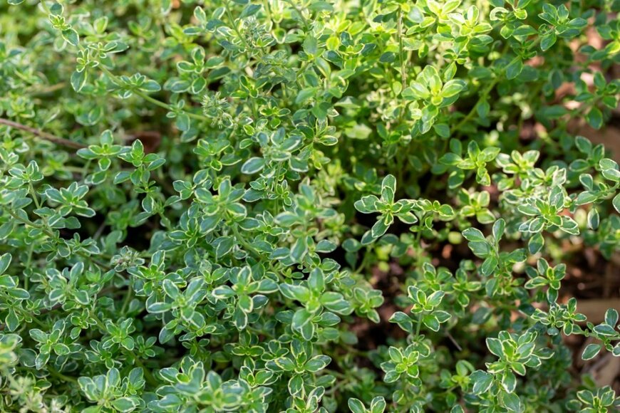 緑の葉の縁に白い斑が入ったタイムの葉