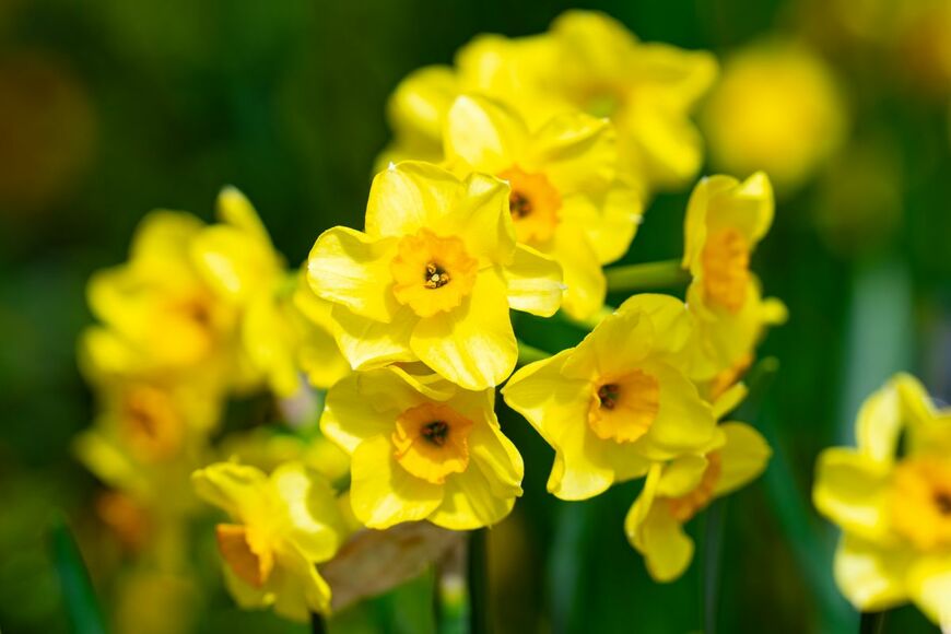 白と黄色のコントラストが美しいスイセン