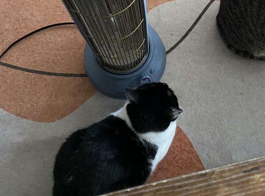 ストーブの前の猫