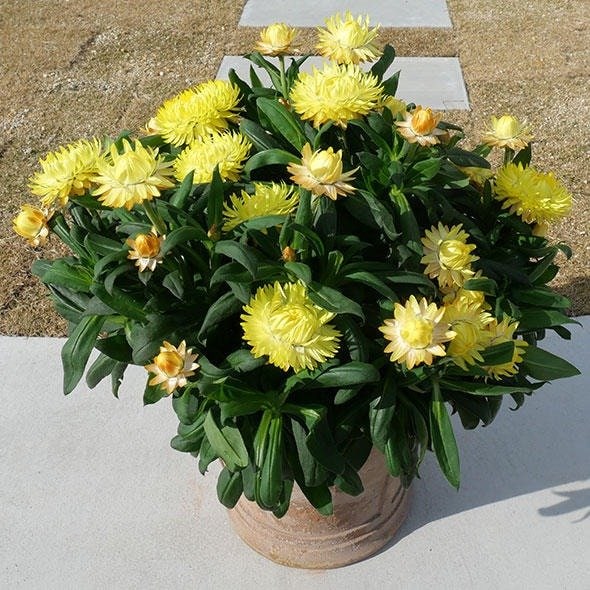 出所:出所:サントリーフラワーズ コロロジャンボ(イエロー)