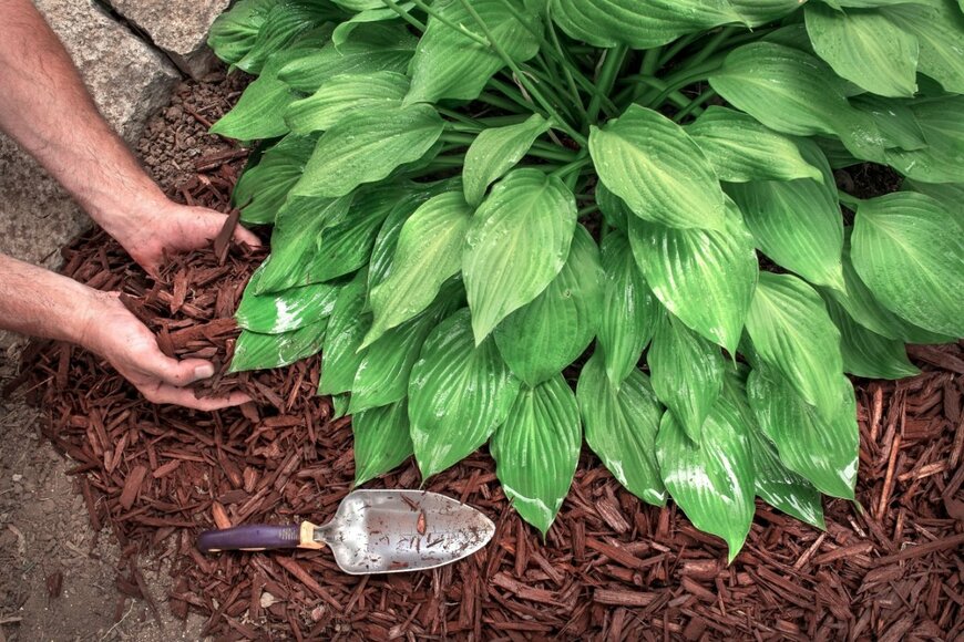 ホスタの葉。土にマルチングをしている様子。