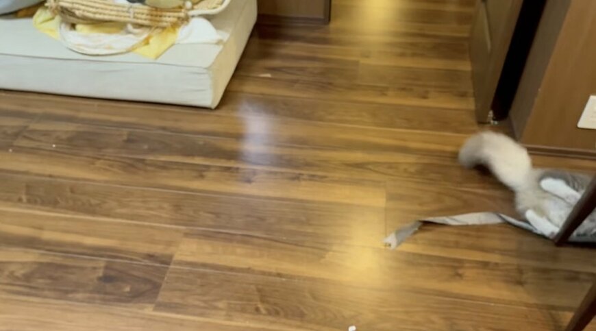 最後に残った尻尾姿