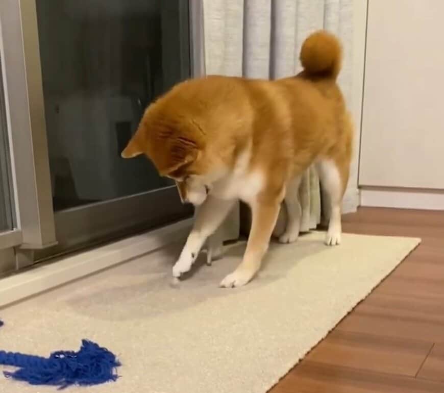 氷ツンツンする柴犬