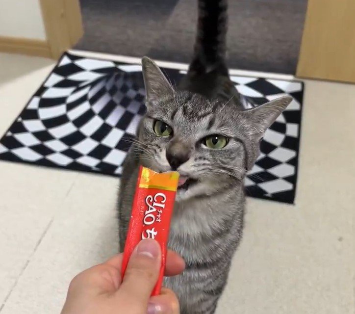 トリックアートと猫