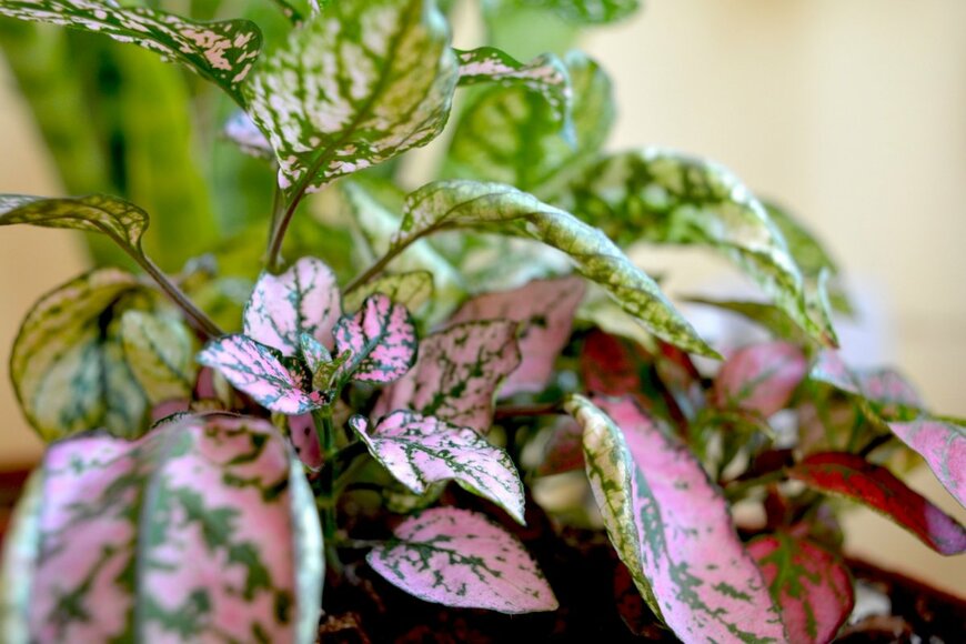 ヒポエステスの葉。色は緑とピンク