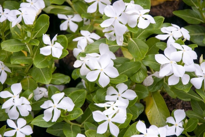 白いニチニチソウの花