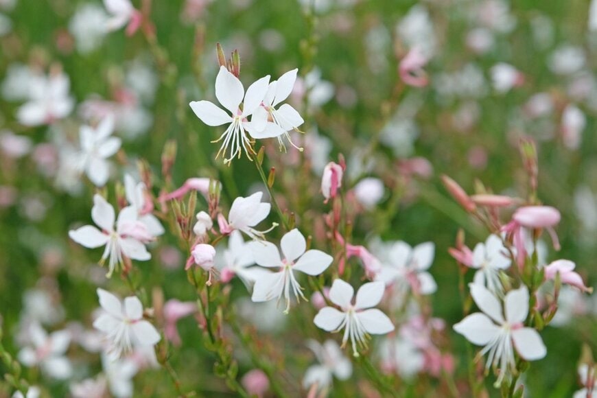 薄いピンク色の花を咲かせている、ガウラ