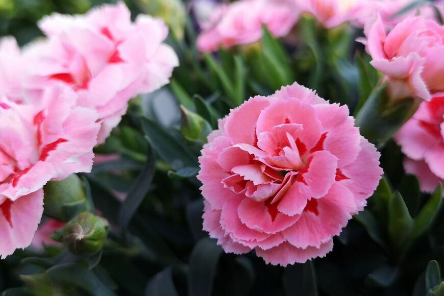 ピンクのカーネーションの花。