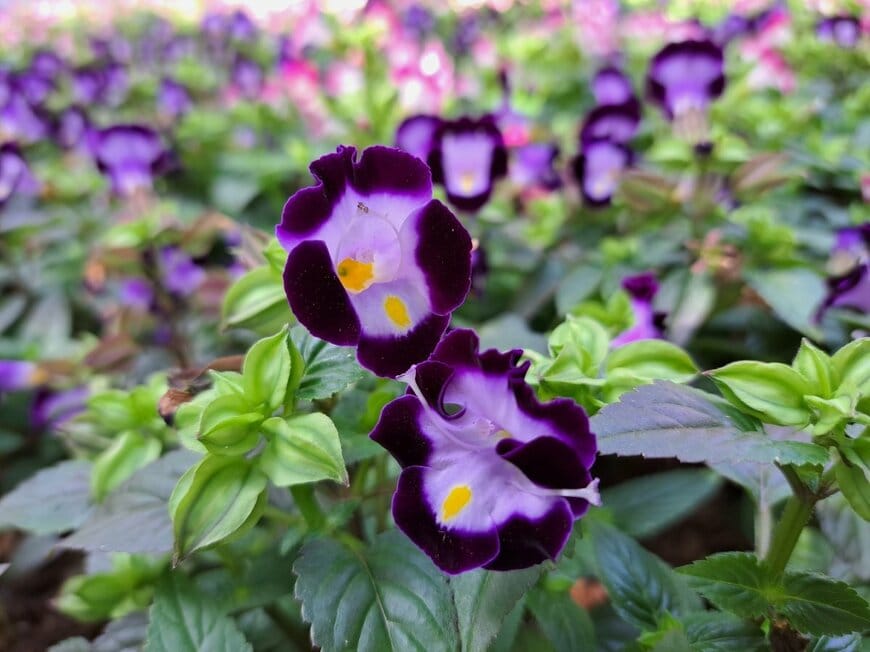 濃い紫色の花を咲かせている、トレニア