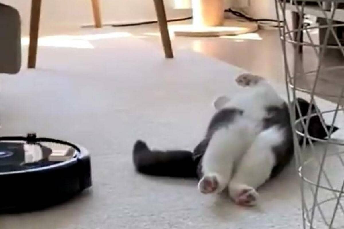 機械の動きを完全理解?ルンバをかわしていく猫さんの『見事な動き』に 機械の動きを完全理解?ルンバをかわしていく猫さんの『見事な動き』に