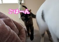 【癒し】ごはんをおねだりする猫ちゃんたちに癒される人続出！コメント欄「可愛い」の声