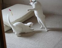 「なんだかんだ受け入れてる」猫ちゃん　リアクション→頭ポンッ！「いい表情」と話題に