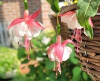 庭やベランダがパッと華やぐ〈釣り鐘状の花〉が可愛い！今から秋まで長く咲く！まるで「天使の耳飾り」のような花姿です！育て方のコツも！