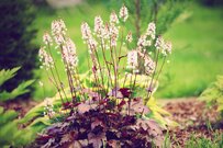 【ガーデニング】日陰の庭でも育ちやすい！シェードガーデン向きのお洒落な植物8選