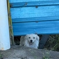 森で置き去りだった“臆病な子犬” 強い恐怖心を克服し「新たな幸せ」掴んだ姿に感動