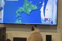 【ロックオン】猫ちゃんが気象予報に釘付けの理由　必死に画面タッチする姿に見惚れてしまう
