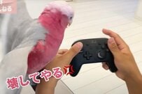 【Switch2に嫉妬するインコ】「コントローラーへの明らかな敵意www」Switch2に嫉妬するインコがまるで「面倒くさい彼女」で大爆笑！