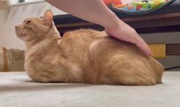 【癒し】リラックスしている様子の猫ちゃんが可愛い！ぴょこっと上がる尻尾に注目