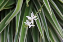 【ガーデニング】癒しの観葉植物「ちいさな花咲くインテリアグリーン」おすすめ3選