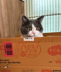 「箱の中」で目をキラキラさせる猫ちゃん　次の箱をロックオンする瞳がかわいい