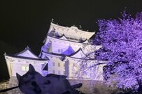「夜の城と桜」の下で行われた壮絶なじゃれ合い　2匹のシベリアンハスキーに注目集まる