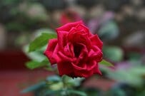 【ガーデニング薔薇だより】女王の品格あふれる「赤いバラ」の魅力＆おすすめのレッドローズ10選