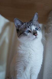 元保護猫さんの顔に1本だけあった「長い毛」かわいい姿に8000いいね