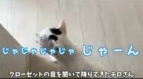  「確かに今話しましたよね？」自分で効果音を話す猫ちゃんにSNSユーザーが大爆笑