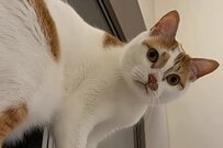 「狭い窓枠」で歩き始めた猫が話題　想像の斜め上を行く状態に「猫ではない説」