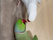 【独特なコミュニケーションをとるインコ達】「なぜ舌が出る？（笑）」仲良しすぎる2匹のインコのコミュニケーション方法が独特過ぎて爆笑！