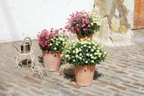 【今から植える花】大きく育って長く咲く「春の花」3選！1株でも冬枯れの庭や玄関が華やかに