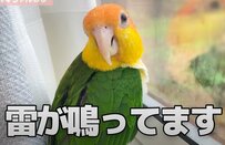 【雷と3匹のインコ】「雷が鳴っています」インコは恐怖でパニック...と思いきや、意外な反応に飼い主も驚き！