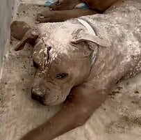 脱走から数ヵ月行方不明だった犬 廃トイレで救出され家族と幸せに暮らす