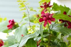 シンボルツリーに迷ったらコレ！〈暑さ寒さに強い低木〉3選。植えっぱなしで「鮮やかカラーの花や葉」が美しい！庭が一気に垢抜ける！
