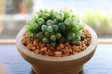 観葉植物】トゲトゲやふわふわなど〈魅惑の多肉植物7選〉お気に入りの1