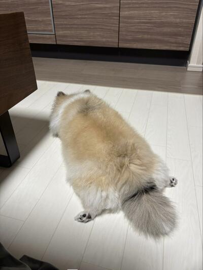 床に張り付いて大開脚のめるちゃん