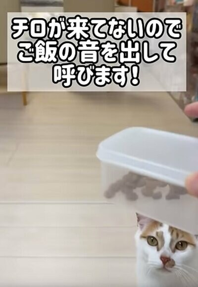 ご飯の音で呼んでみたら…？