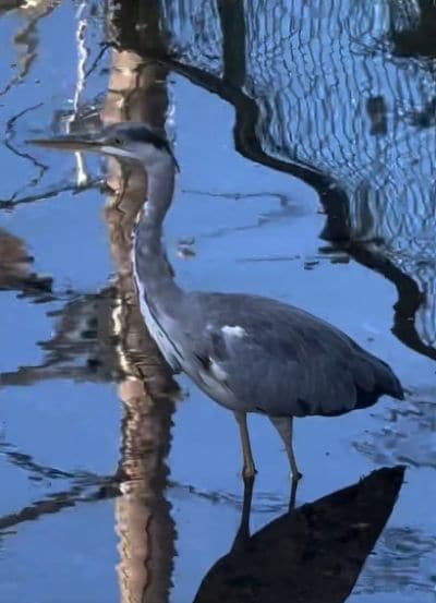 水辺に佇む野鳥