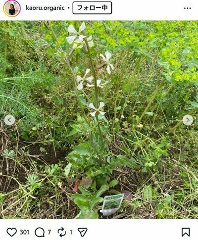 杉田かおるのInstagram投稿