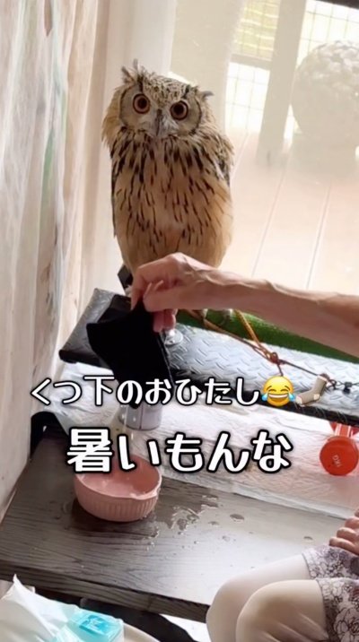 投稿動画のワンシーン