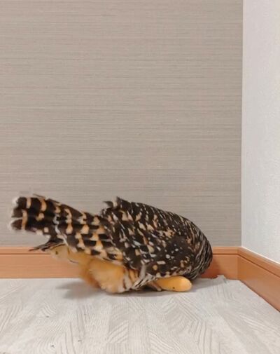 投稿動画のワンシーン