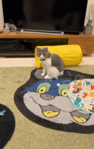 投稿動画のワンシーン